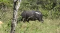 4k Wild buffalo zoom out in Rinca island mountain vegetation landscape Indonesia 4k or 4k+ Resolution