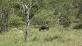 4k Wild buffalo zoom in Rinca island mountain vegetation landscape Indonesia 4k or 4k+ Resolution