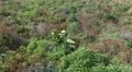 4k Wild Calla flower zoom growing in Madeira Canical 4k or 4k+ Resolution