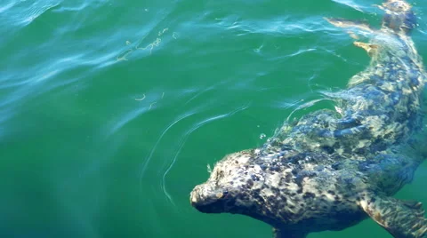 4K Wild Common Harbor Seals, Close Up, Hand Feeding Nature Stock Footage 68787100