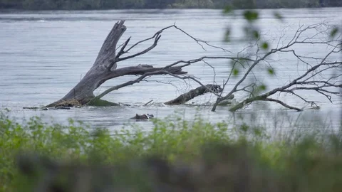 4K Wild hippo almost entirely submerged in the waters of the Zambezi river Stock Footage