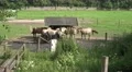 4k Wild Horses taking food at a domestic farmland 4k or 4k+ Resolution