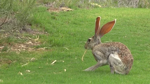 4K Wild Jackrabbit Chews Edible Bean Mesquite Pod Stock Footage