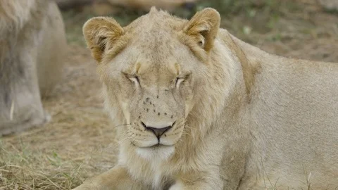 4K Wild lioness relaxing in natural habitat in Zambia, Africa Stock Footage