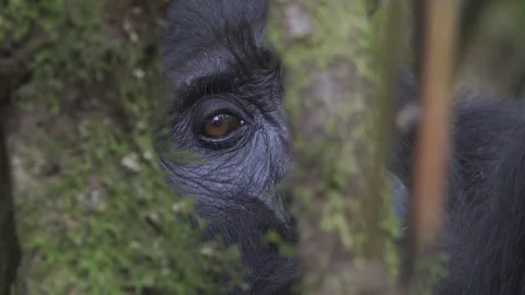 4k Wild Mountain Gorilla Look Through Tree Branches Video stock 120224353