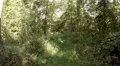 4k Wild Nature Reserve in summer pan rotation 4k or 4k+ Resolution