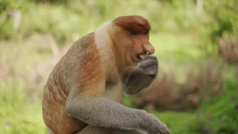 4K | Wild Proboscis Monkey In Rainforest Of Borneo, Malaysia 2 Stock Footage 207988986