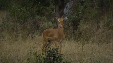 4K Wild puku antelope staring at camera in natural environment in Zambia, Africa Stock Footage