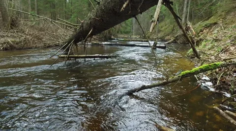4K. Wild river flows in the deep forest in early spring, panoramic view. Vídeo Stock 61759640
