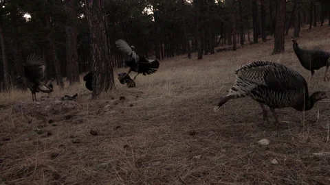 4K Wild Turkeys-shorter version of Turkey Gobbler attacking the hunter's decoys Stock Footage 180655317