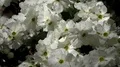 4k Wild white roses bush close up in sunny botanic garden 4k or 4k+ Resolution