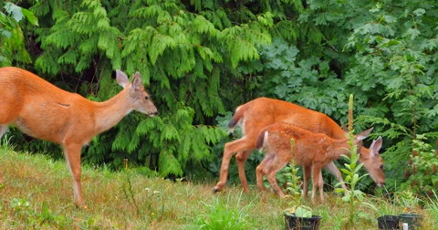 4K Wild White-tailed Deer in Forest, Fawns and Doe Stock Footage 41644168