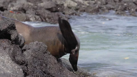 4k Wildlife 動画素材 241168775