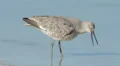 4K Willet (Tringa semipalmata) Feeding 1 4k or 4k+ Resolution