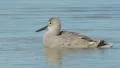 4K Willet (Tringa semipalmata) Preening 1 4k or 4k+ Resolution