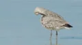 4K Willet (Tringa semipalmata) Preening 2 4k or 4k+ Resolution