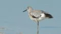 4K Willet (Tringa semipalmata) Preening 3 4k or 4k+ Resolution