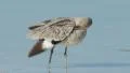 4K Willet (Tringa semipalmata) Preening 4 4k or 4k+ Resolution