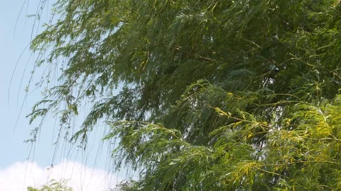 4K Willow Tree Blowing in The Wind Stock Footage 93155716
