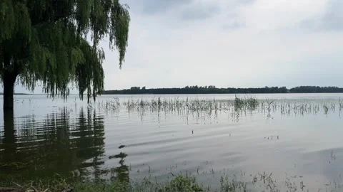 4K Willow Tree Branches Gentle Water Ripples Stock Footage 345639823