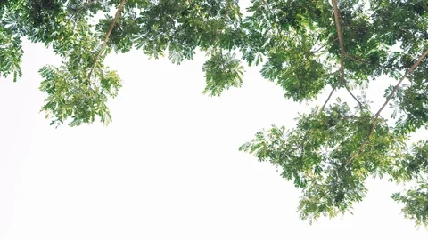 4K Wind blowing green leaves on isolated white background, Moving leaves on n Stock Footage 118577423