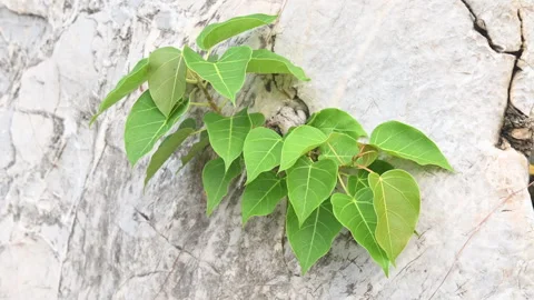 4K The wind blows bodhi tree growing in cracks in the rocks Stock Footage 314888077