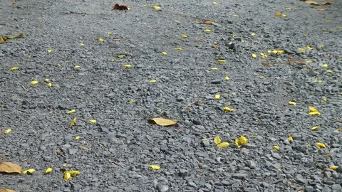 4K The wind blows the leaves of the ground Stock Footage 126346714