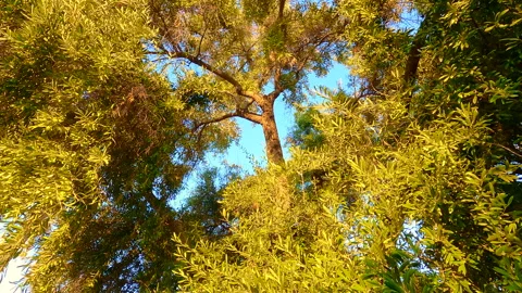 4k wind through branches of olive tree Vídeo Stock 250876371