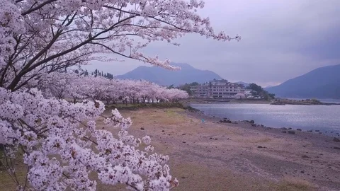 4K Wind Through Sakura Cherry Blossom Trees, Kawaguchiko Lakeside Vídeo Stock 81534406
