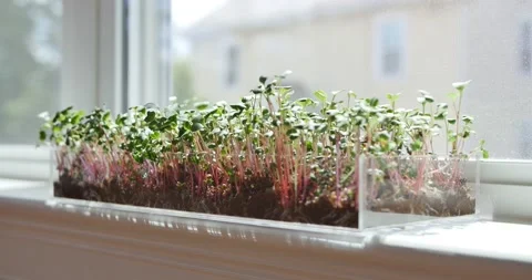 4K Windowsill Plant 스톡 동영상 202188271