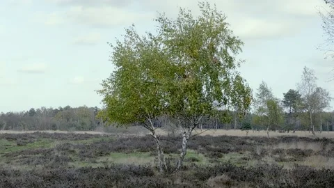 4K Windy Day View of a Lone Tree Swaying in an Open Meadow Stock Footage 226230352