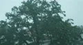 4k Windy tree by heavy rain thunderstorm street scene in german city 4k or 4k+ Resolution