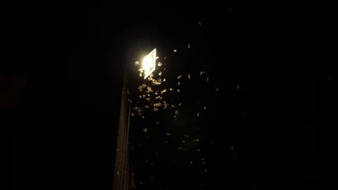 4K Winged termites flying around a spotlight at night Stock Footage 100359589