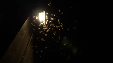 4K Winged termites flying around a spotlight at night Stock Footage 100359629