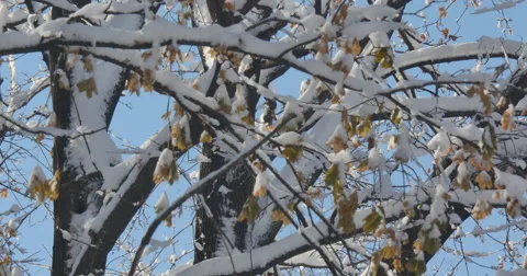 4K, Winter brunches after first snow with autumn colors, 2014 Vidéo 47057861