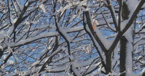 4K, Winter brunches after first snow with autumn colors 2014 Stockbeeldmateriaal 47059166