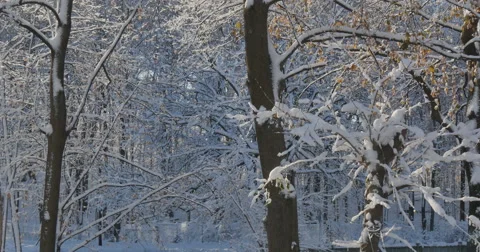 4K, Winter brunches after first snow with autumn colors 2014 Stockbeeldmateriaal 47059253
