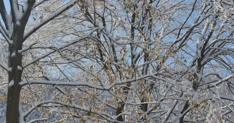 4K, Winter brunches after first snow with autumn colors 2014 Stockbeeldmateriaal 47060677