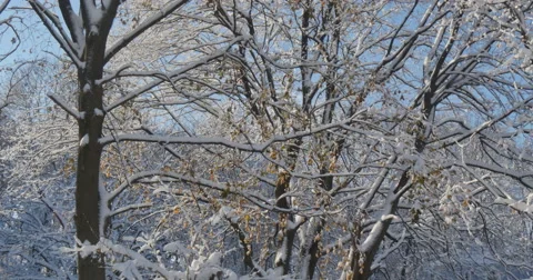 4K, Winter brunches after first snow with autumn colors Video stock 47060835