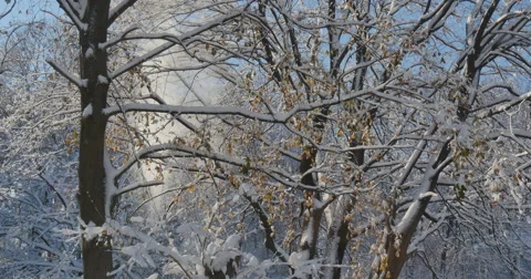 4K, Winter brunches after first snow with autumn colors Vidéo 47061435