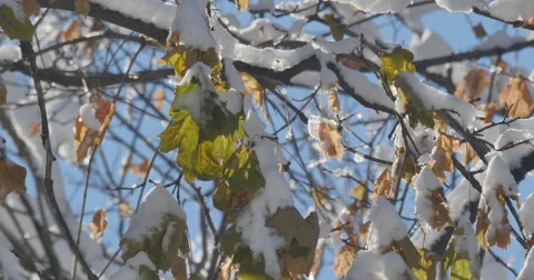 4K, Winter brunches after first snow with autumn colors2014 Stockbeeldmateriaal 47061609