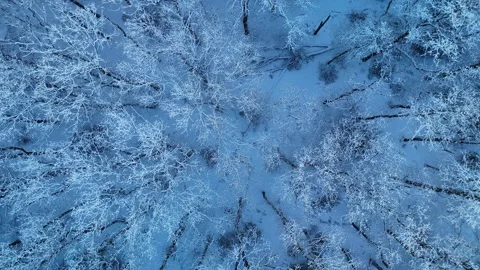 4K Winter Drone Shot Over Snowy Forest Landscape Vidéo 334840345