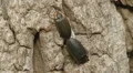 4K Winter Fireflies (Ellychnia corrusca) Mating 3 4k or 4k+ Resolution