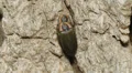 4K Winter Fireflies (Ellychnia corrusca) Mating 1 4k or 4k+ Resolution