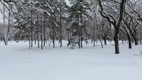 4K Winter forest covered with snow. Drone shooting 스톡 동영상 102321745