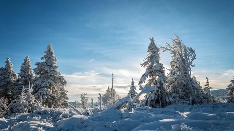4K Winter with frozen trees Stock Footage 119154385