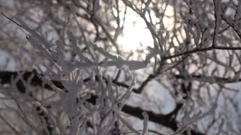 4k winter hoarfrost tree closeup 库存影片 296842504
