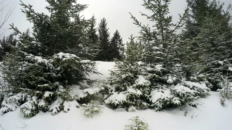 4k, Winter landscape in the mountains, the trees in hoarfrost Video stock 47119657