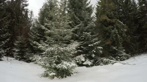 4k, Winter landscape in the mountains, the trees in hoarfrost Video stock 47253575