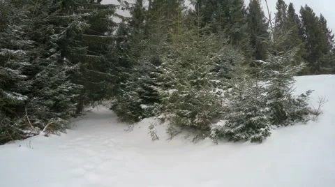 4k, Winter landscape in the mountains, the trees in hoarfrost Video stock 47323309